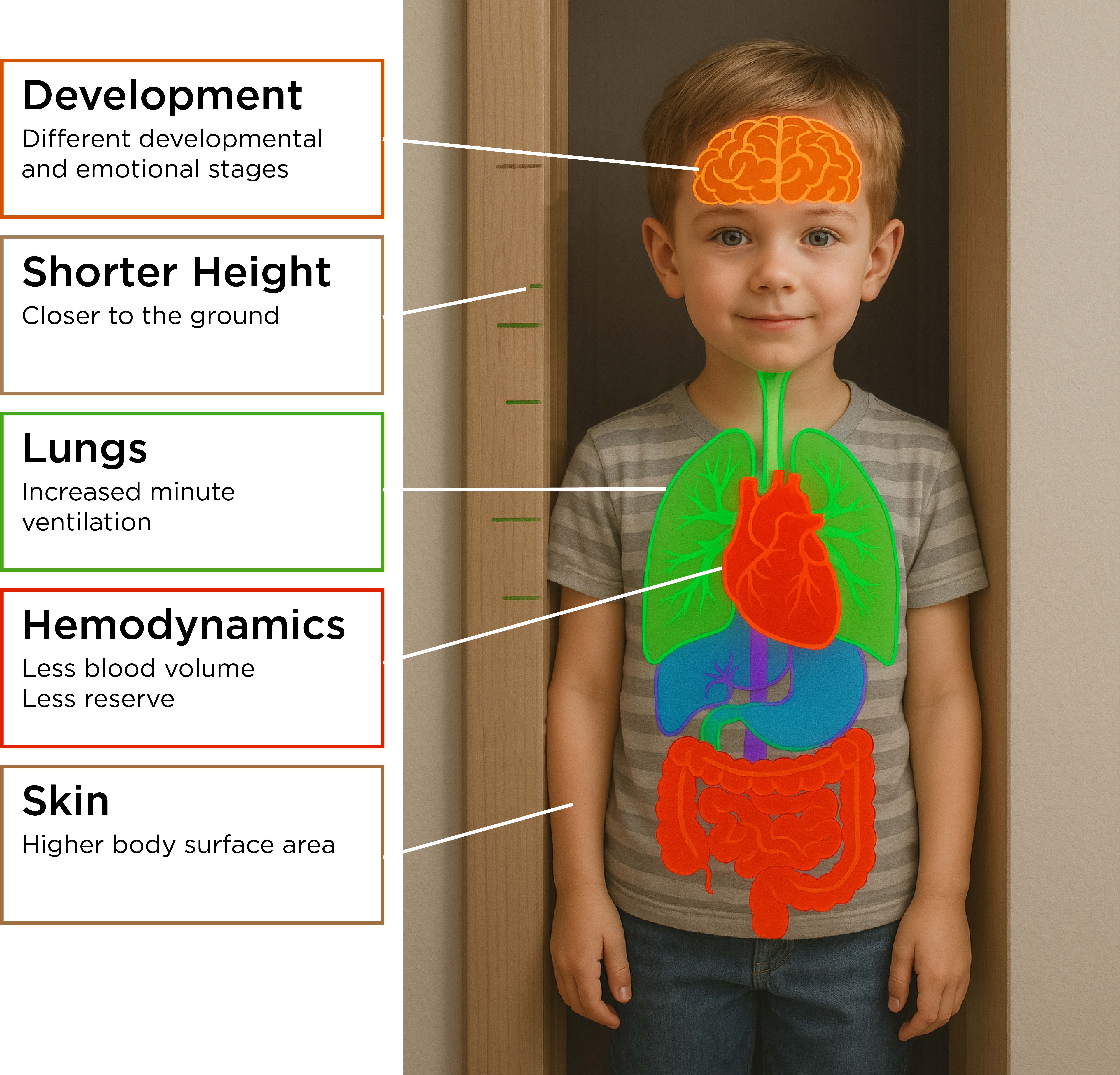 Diagram of a child highlighting pediatric differences: brain, height, lungs, heart, and skin with related developmental and m