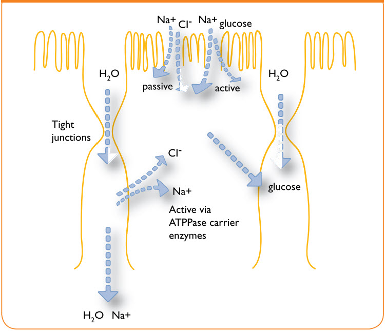 FIGURE 1. Mechanisms of water absorption in the intestinal mucosa
