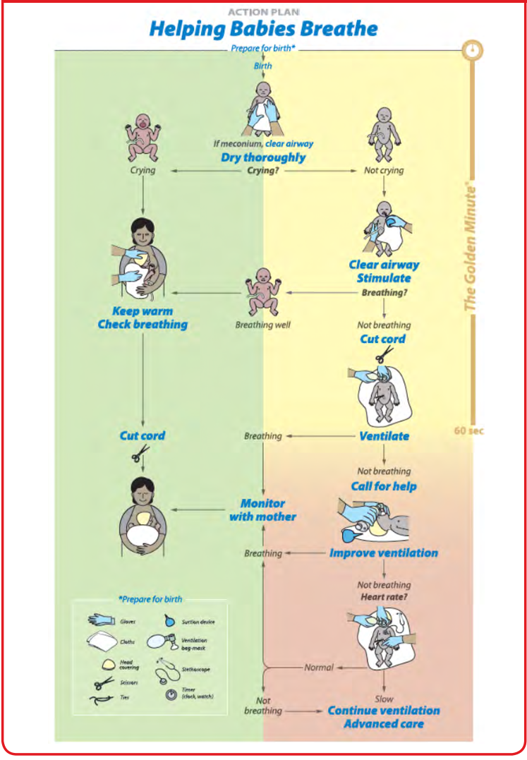 FIGURE 3.
  Helping Babies Breathe Action Plan
